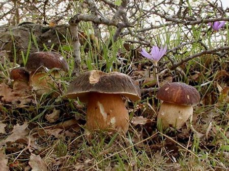 Білий гриб темно-каштановий (Boletus aereus)