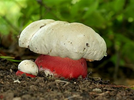 Сатанинський гриб (Boletus satanas)