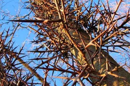 Гледичия трёхколючковая (Gleditsia triacanthos)