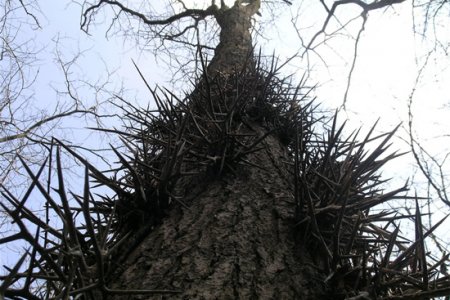 Гледичия трёхколючковая (Gleditsia triacanthos)