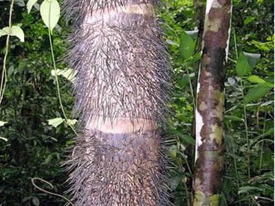 Персиковая пальма (Bactris gasipaes)