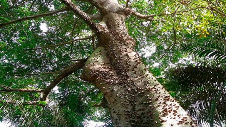 Капок (Ceiba pentandra)