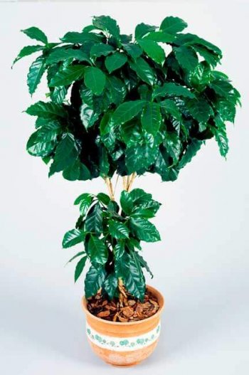 Кофейное дерево