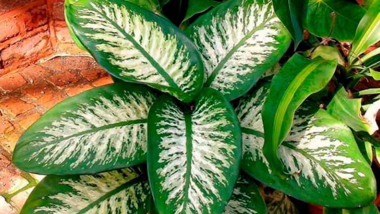 Великолепная (Dieffenbachia magnifica)