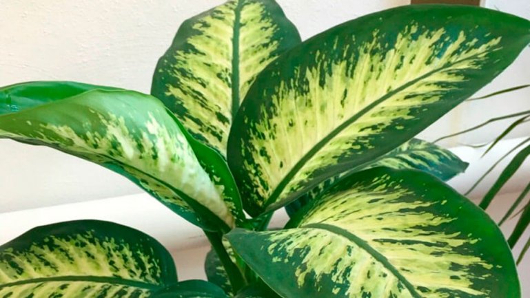 Бауманна (Dieffenbachia bowmannii)