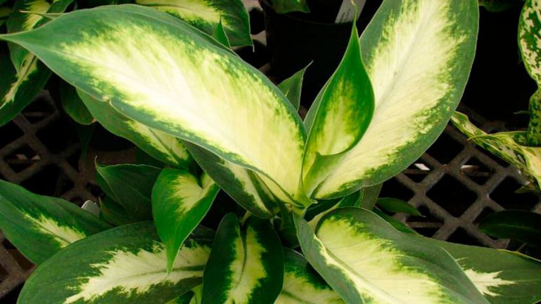 Леопольда (Dieffenbachia leipoldii Bull)
