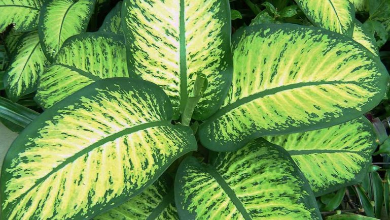 Сегуина (Dieffenbachia seguina)