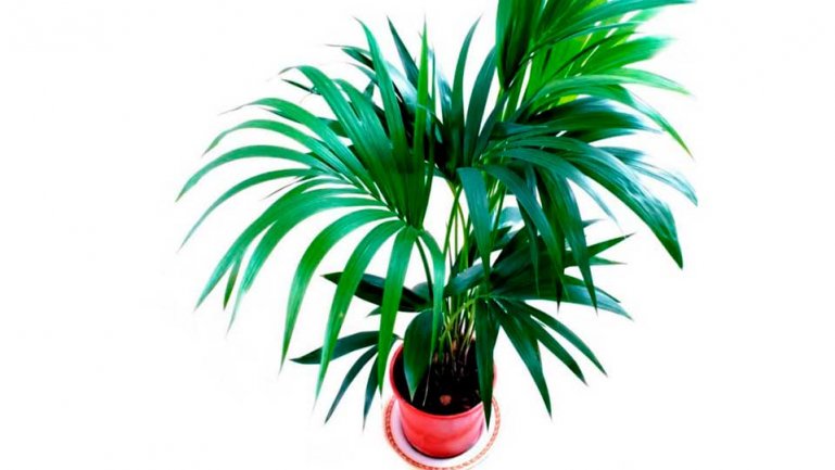 Ховея Форстера (Howea forsteriana)